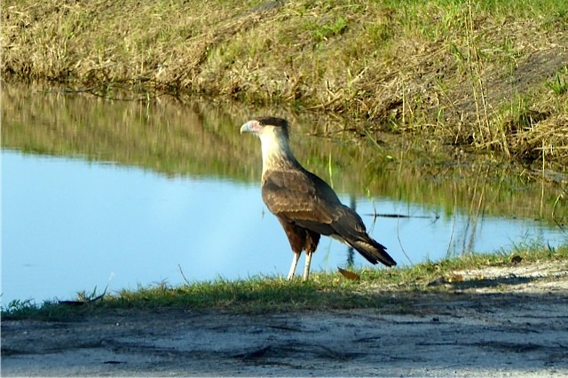 Crested Caracara (Northern) - ML43148141