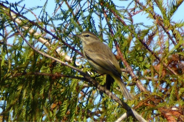 Palm Warbler - ML43148301