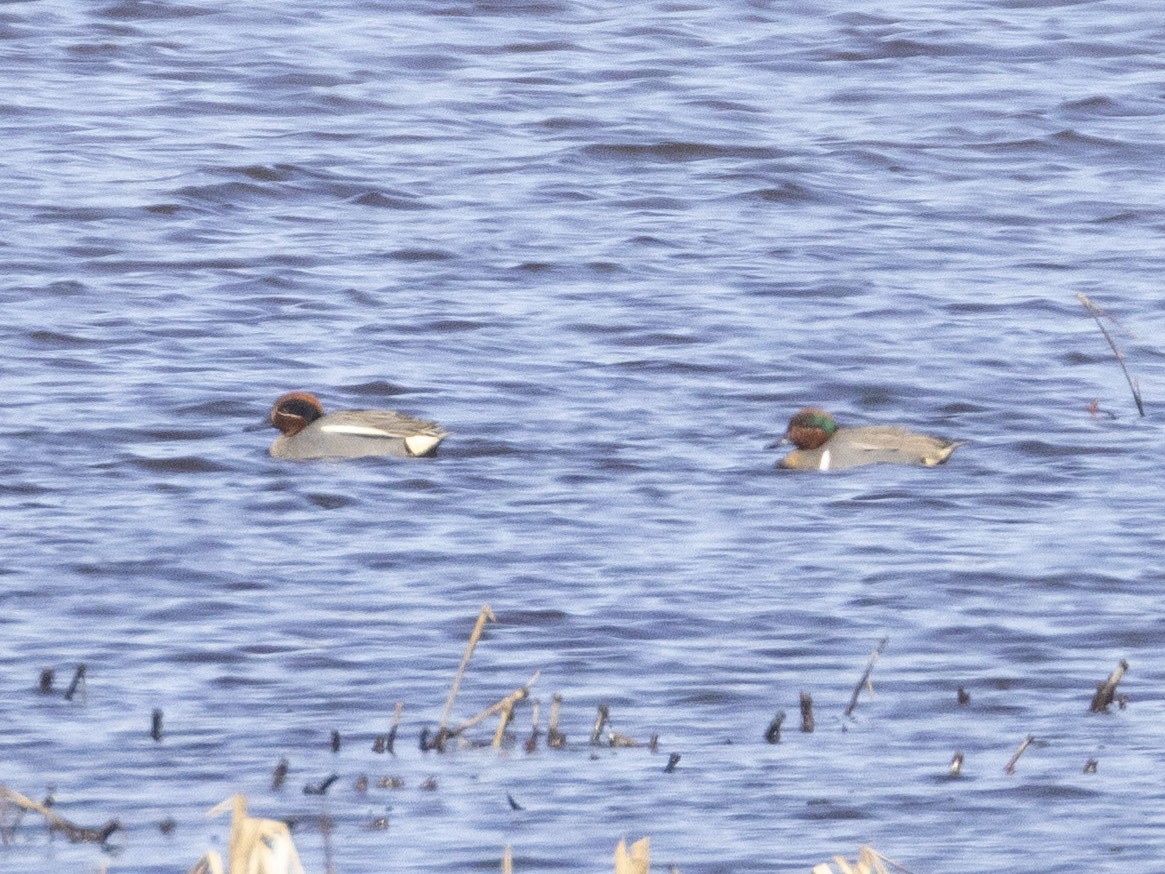 Green-winged Teal (Eurasian) - ML431484511