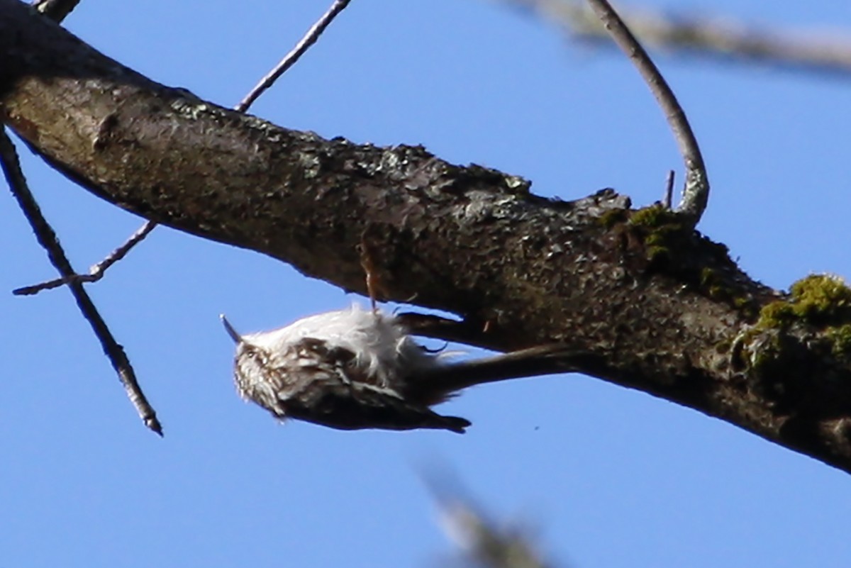 Brown Creeper - ML431486931