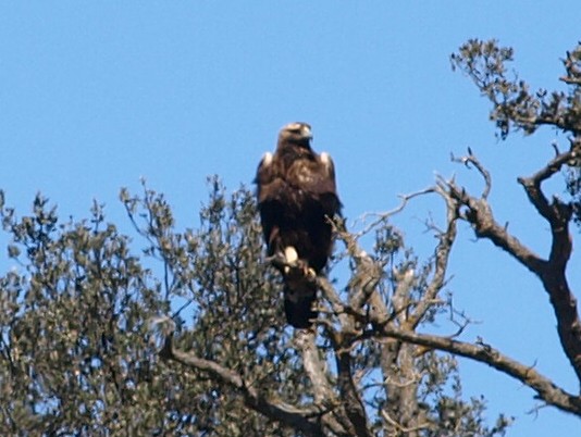 Golden Eagle - ML431487691