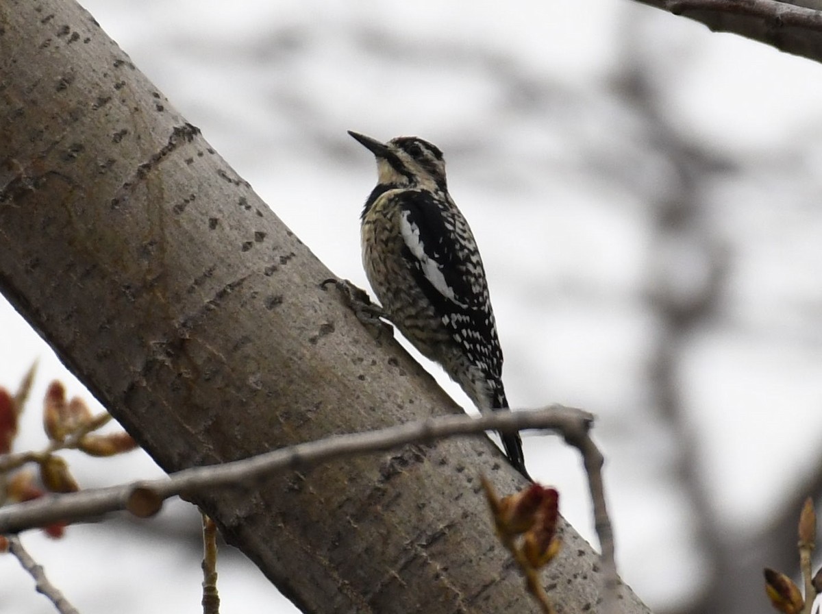 Yellow-bellied Sapsucker - ML431489321