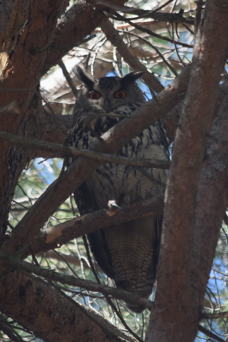 Eurasian Eagle-Owl - Angel m Garcia