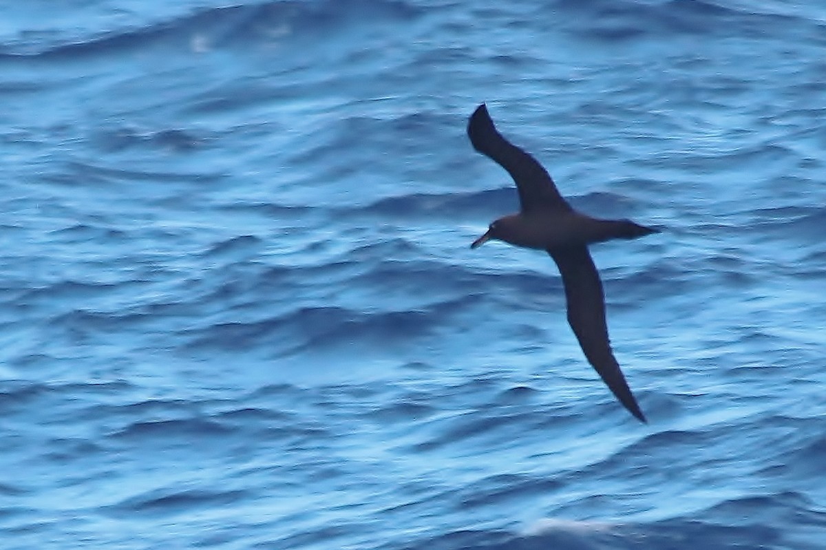 Sooty Albatross - ML431491491