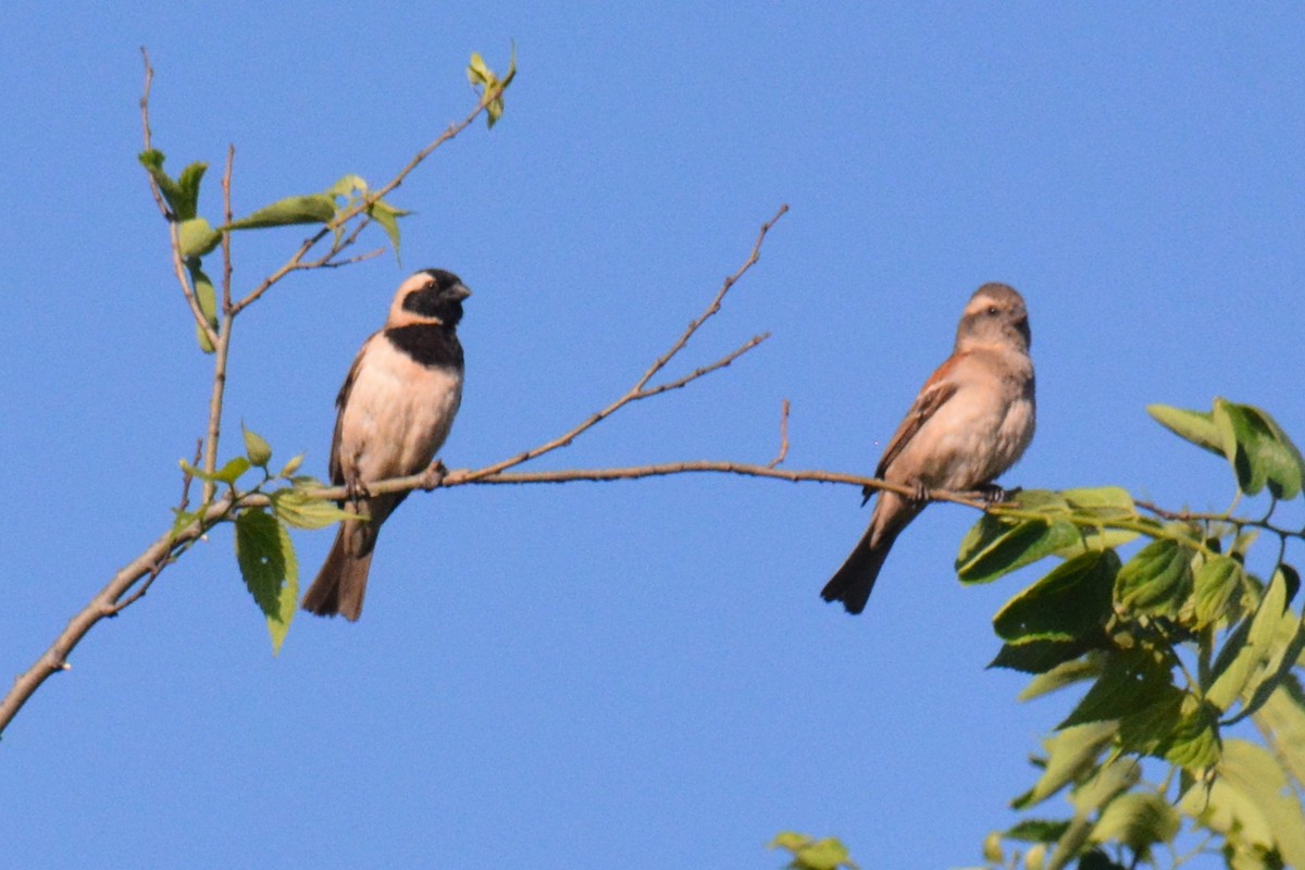 Cape Sparrow - Christoph Randler