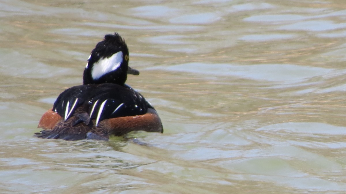 Hooded Merganser - ML431495141