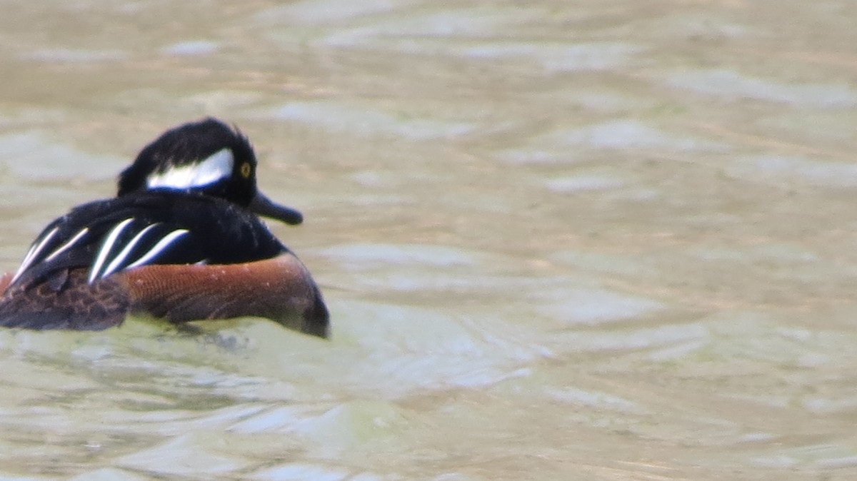 Hooded Merganser - ML431495201