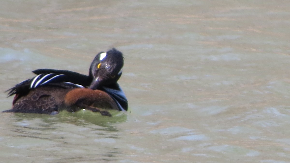 Hooded Merganser - ML431495211