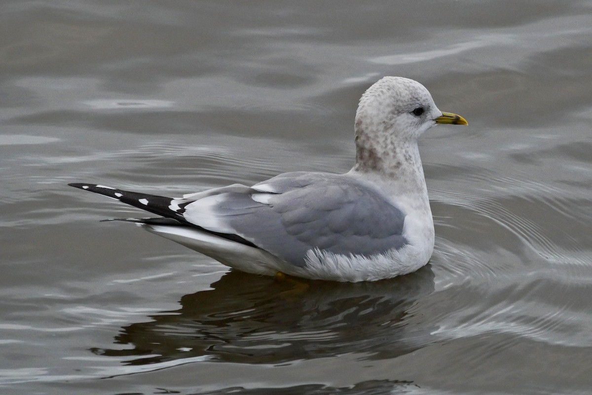 Short-billed Gull - Grace Oliver