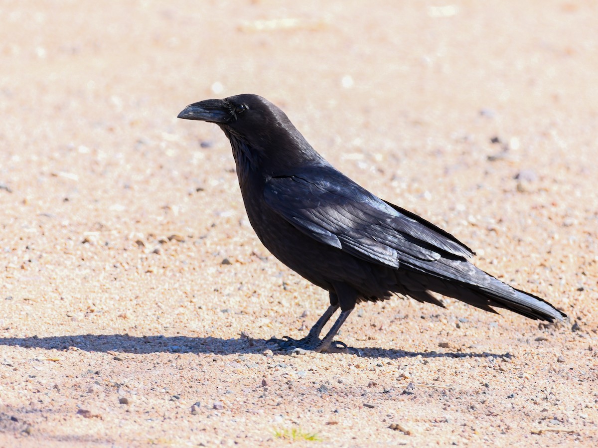 Corvus sp. (raven sp.) - ML431496651