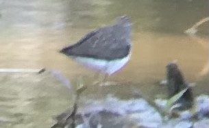 Solitary Sandpiper - ML431496691