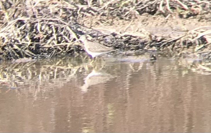 Solitary Sandpiper - ML431496731