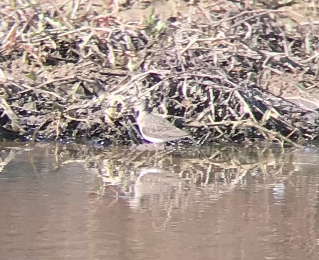 Solitary Sandpiper - ML431496751