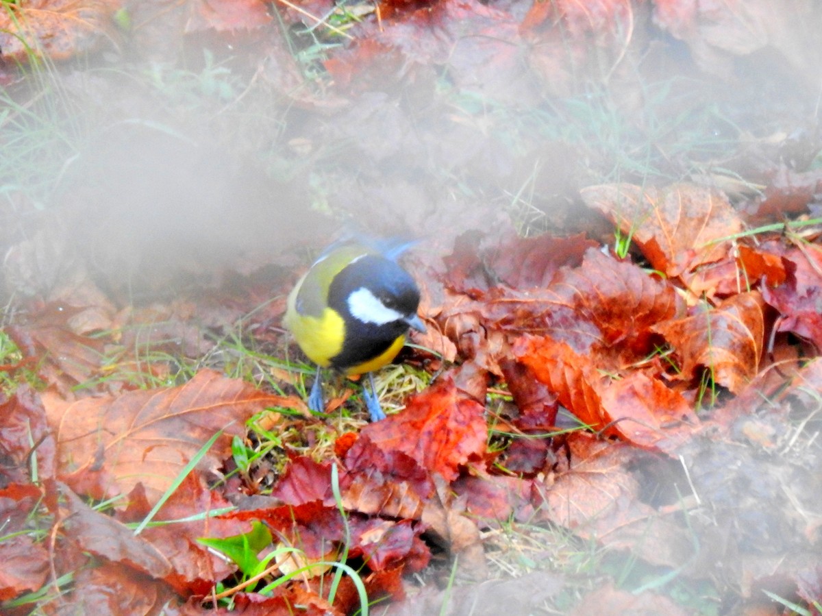 Green-backed Tit - ML431499761