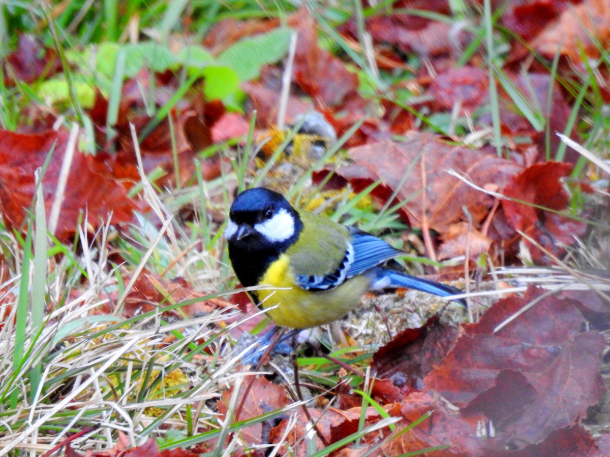 Green-backed Tit - ML431500021
