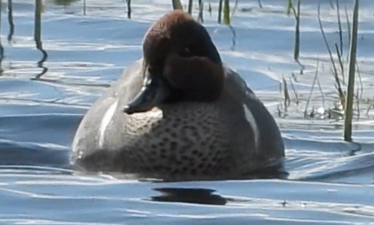 Green-winged Teal (American) - ML431501641