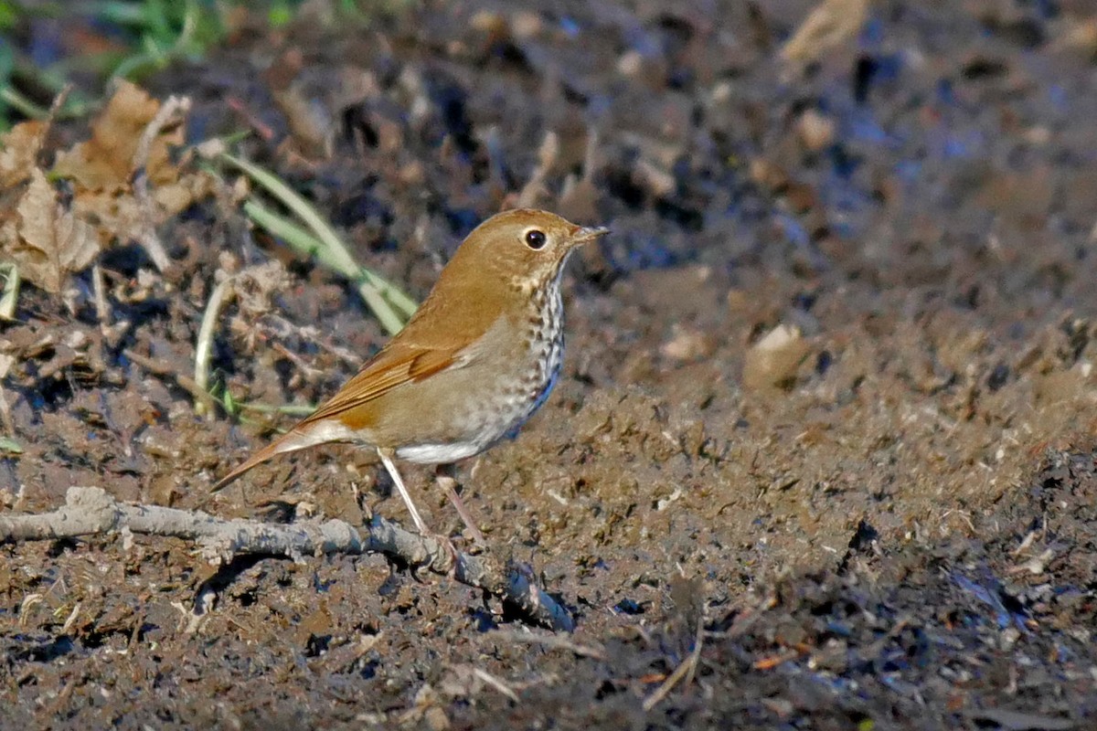 Hermit Thrush - ML43150351