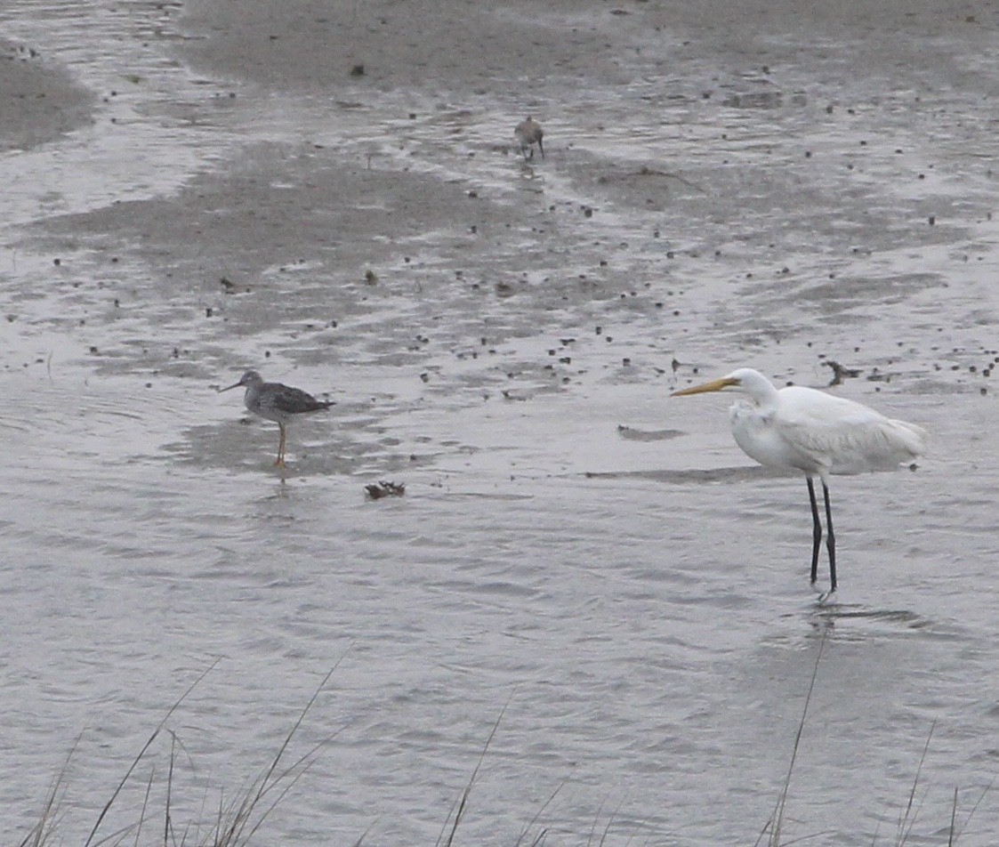 Greater Yellowlegs - ML431506001