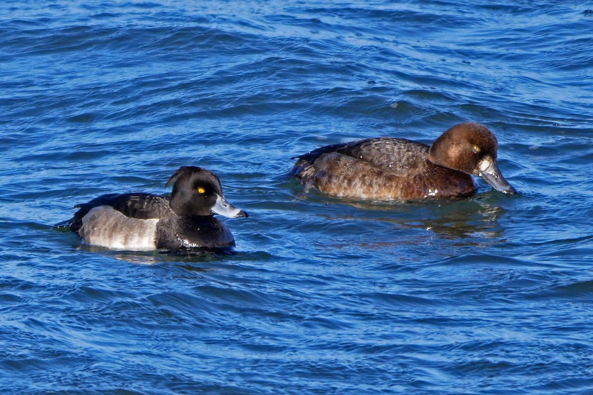 鳳頭潛鴨 - ML43150621