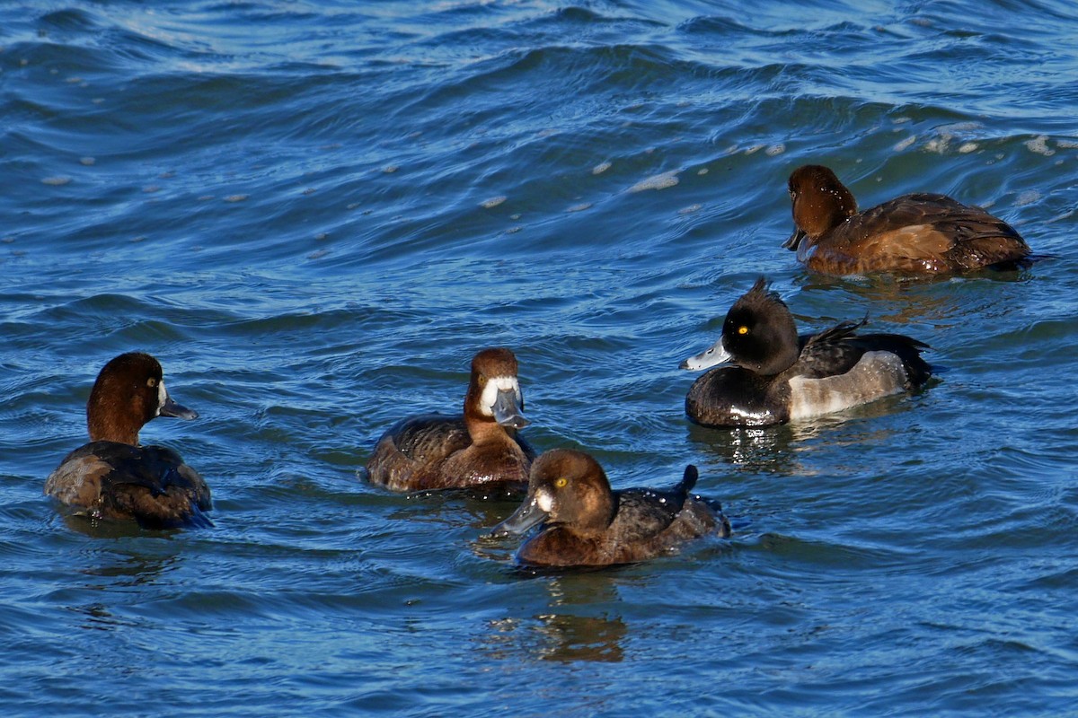 鳳頭潛鴨 - ML43150651