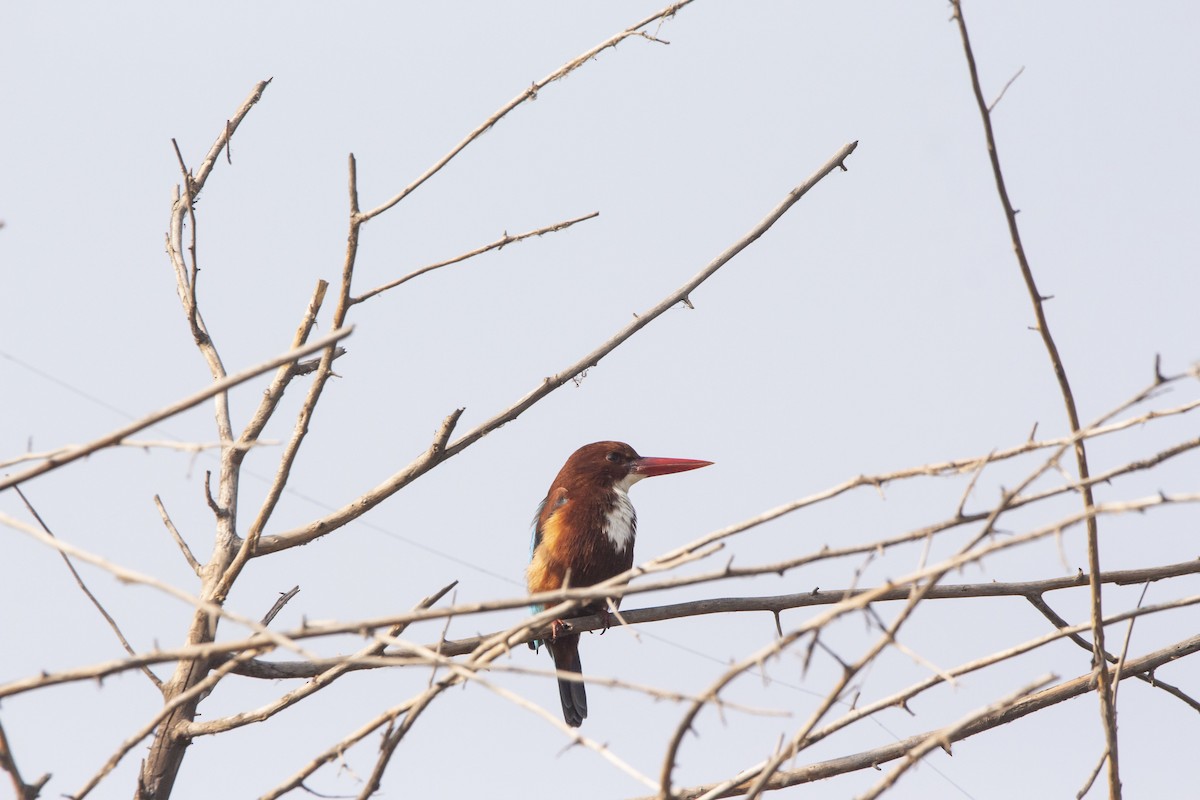 White-throated Kingfisher - ML431507601