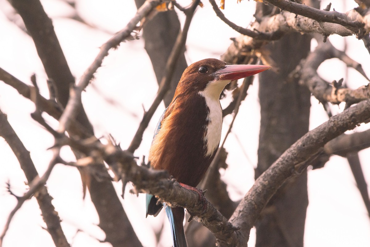 White-throated Kingfisher - ML431507611