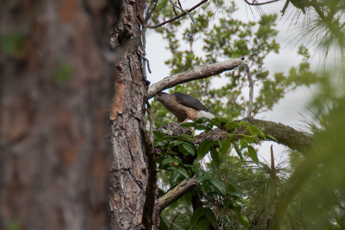 Cooper's Hawk - ML431507631