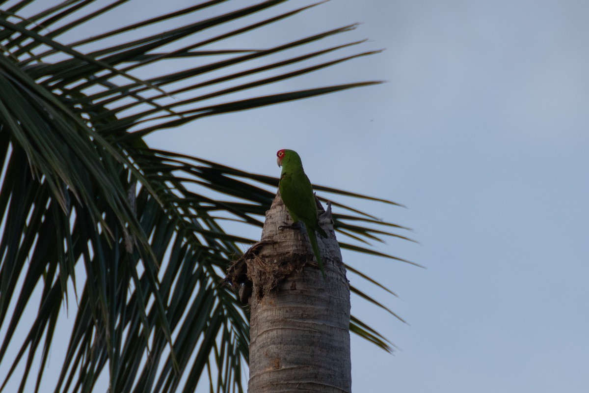 Guayaquil Papağanı - ML431507671