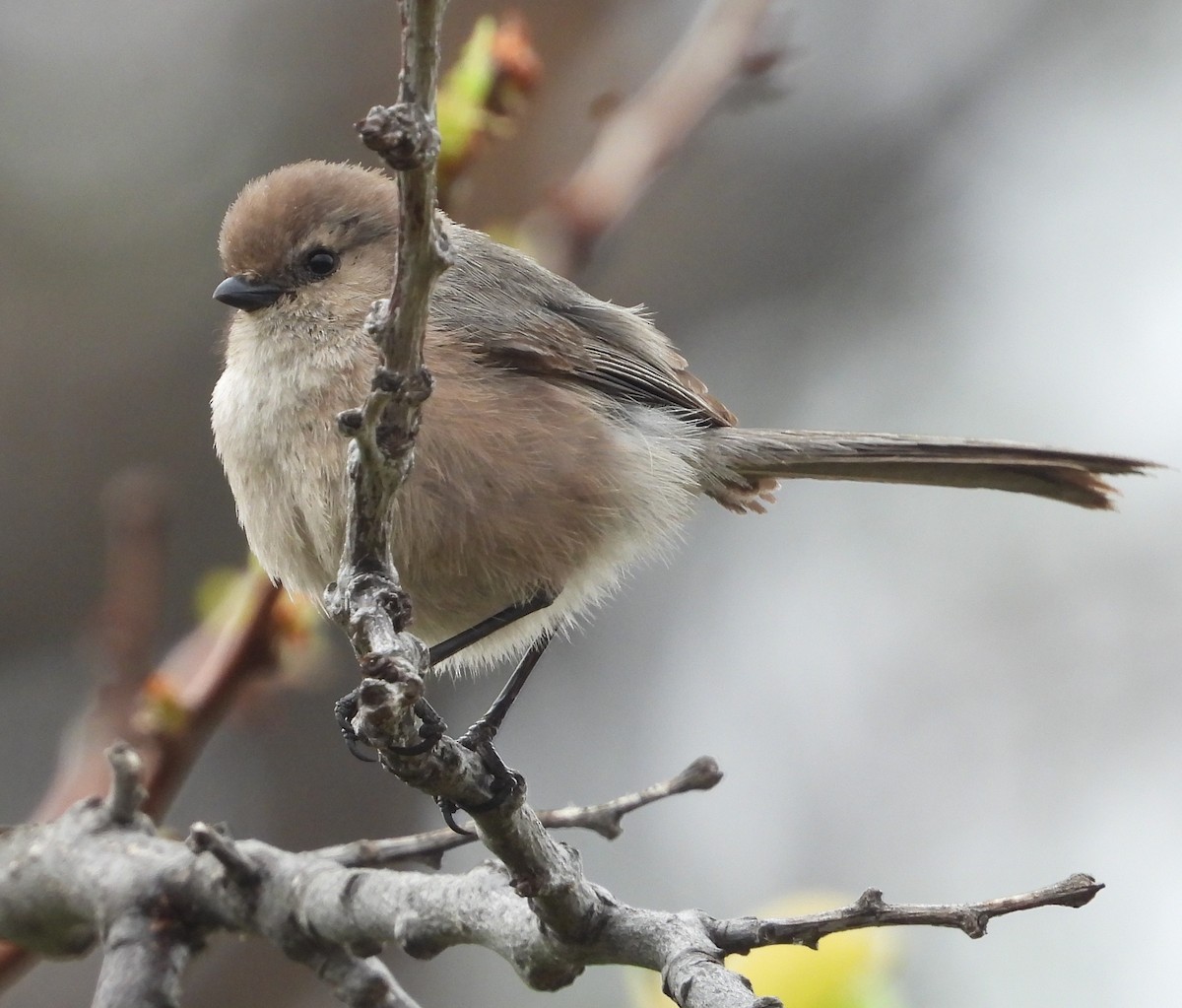 Bushtit - ML431510821