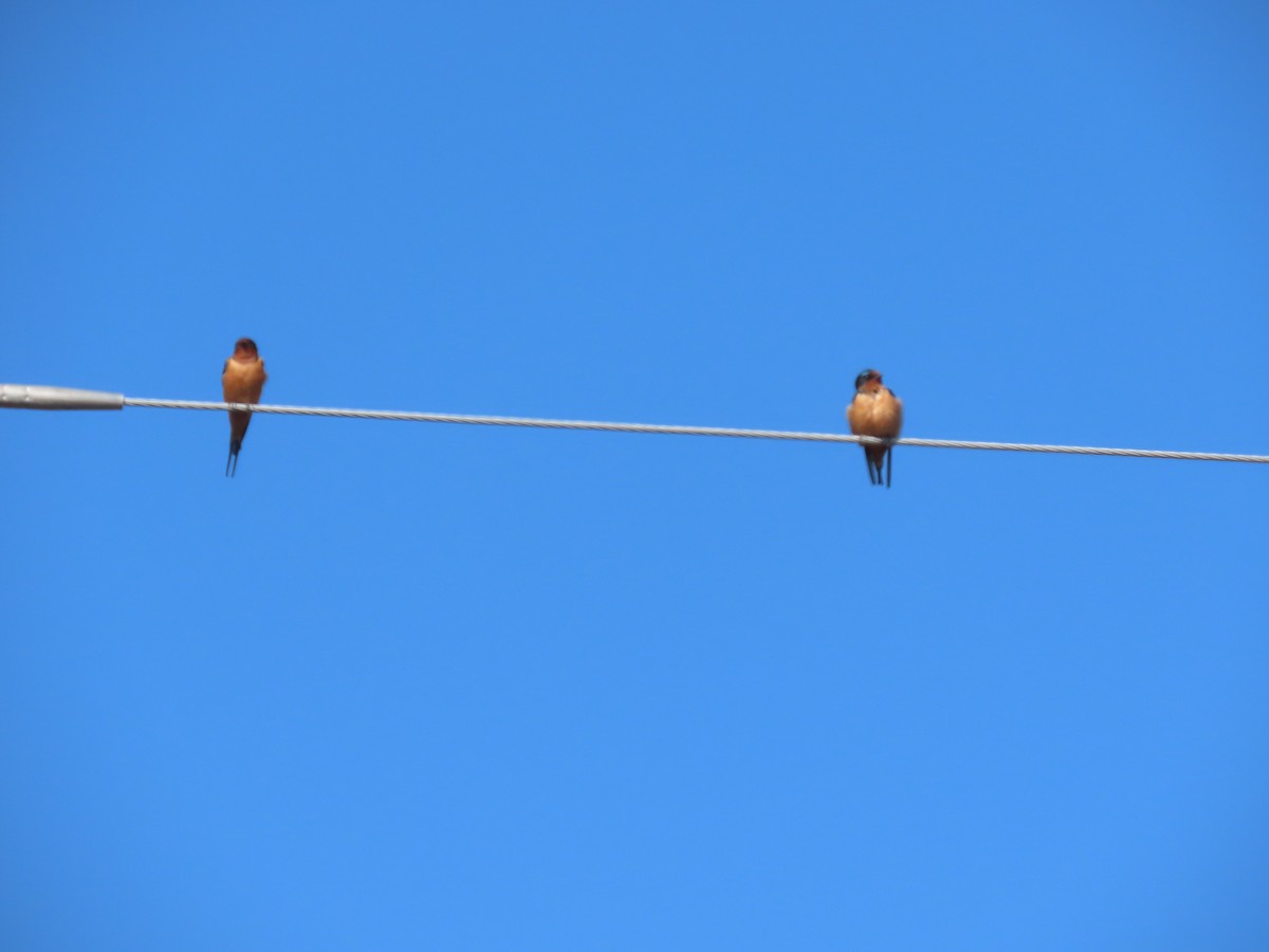 Barn Swallow - Abigail Kitsteiner