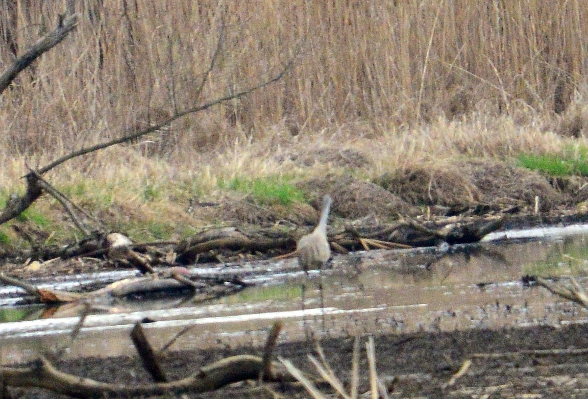 Sandhill Crane - ML431511141