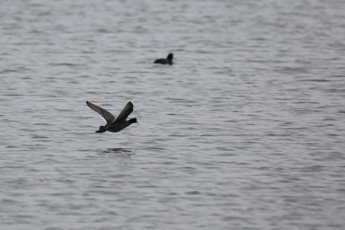 American Coot - ML431511861