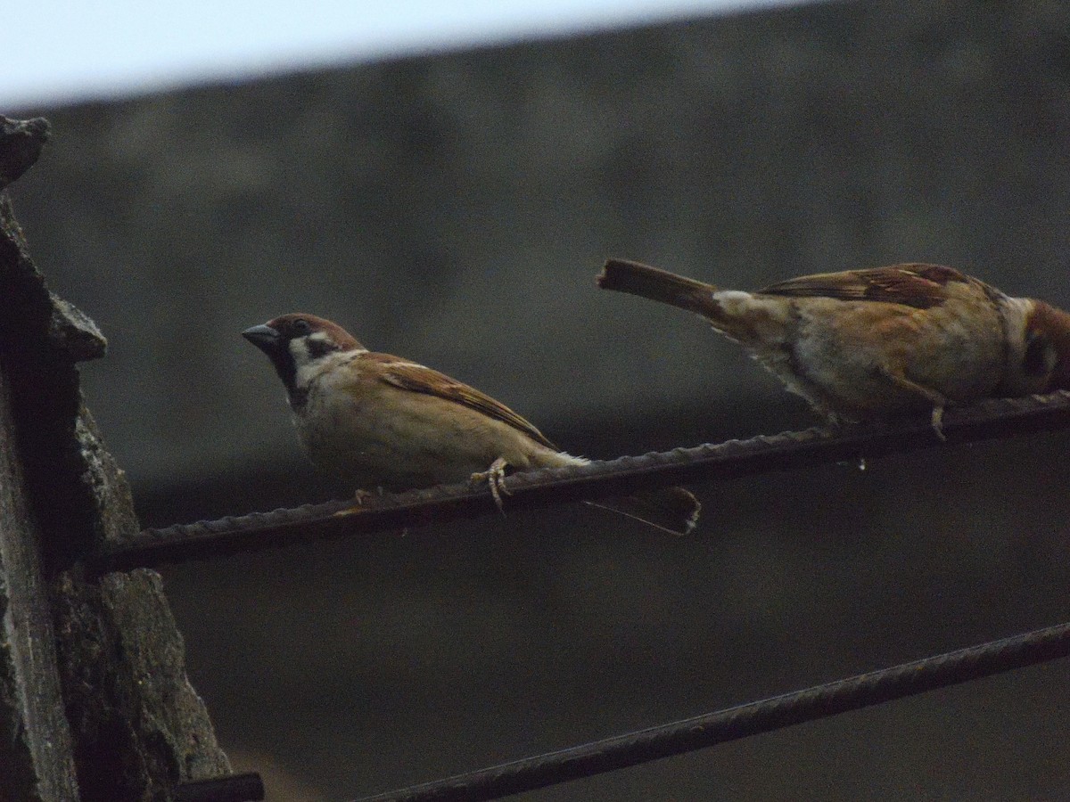 Eurasian Tree Sparrow - ML431517741
