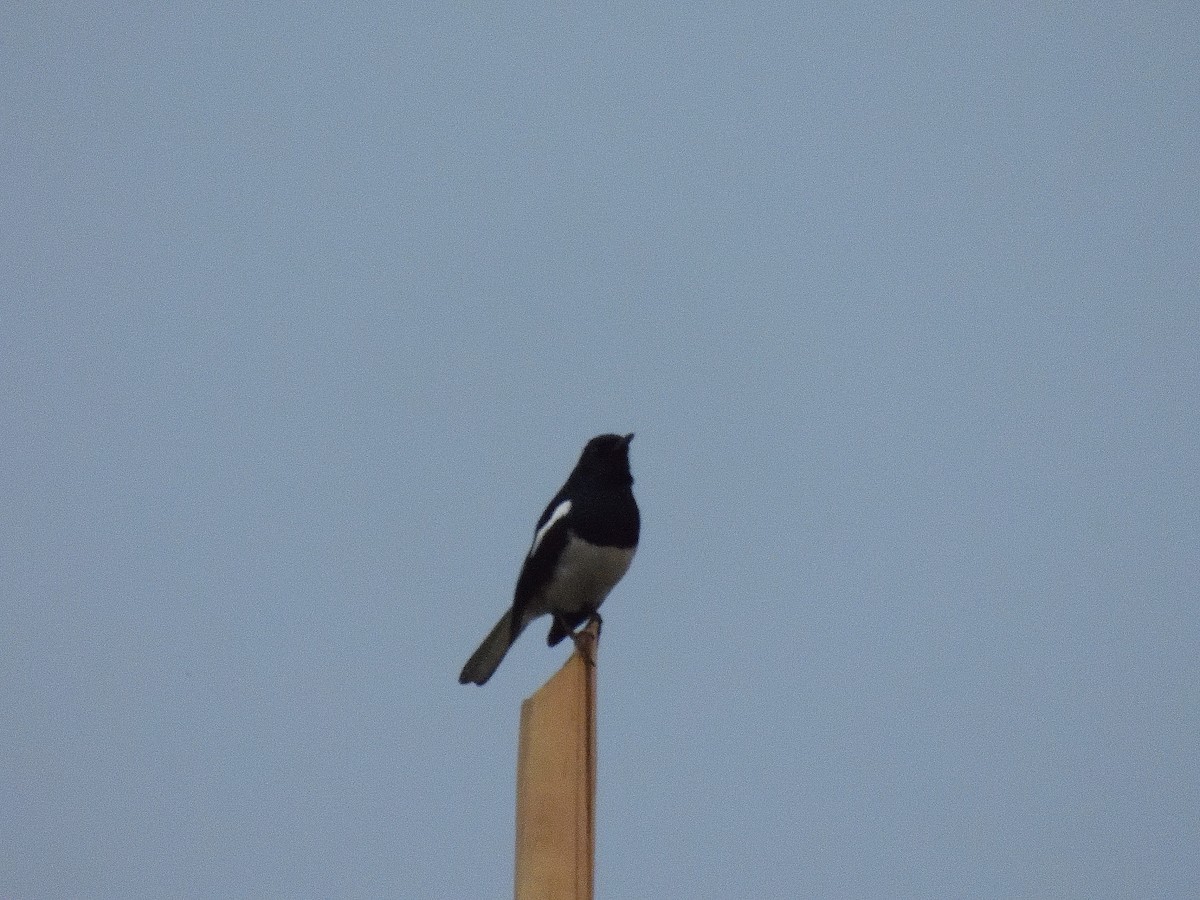 Oriental Magpie-Robin - ML431519831