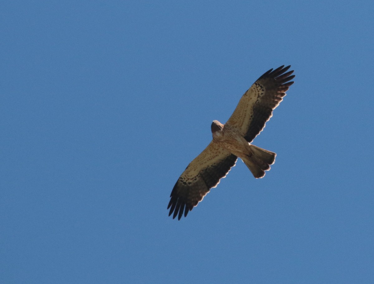 Águila Calzada - ML431521891