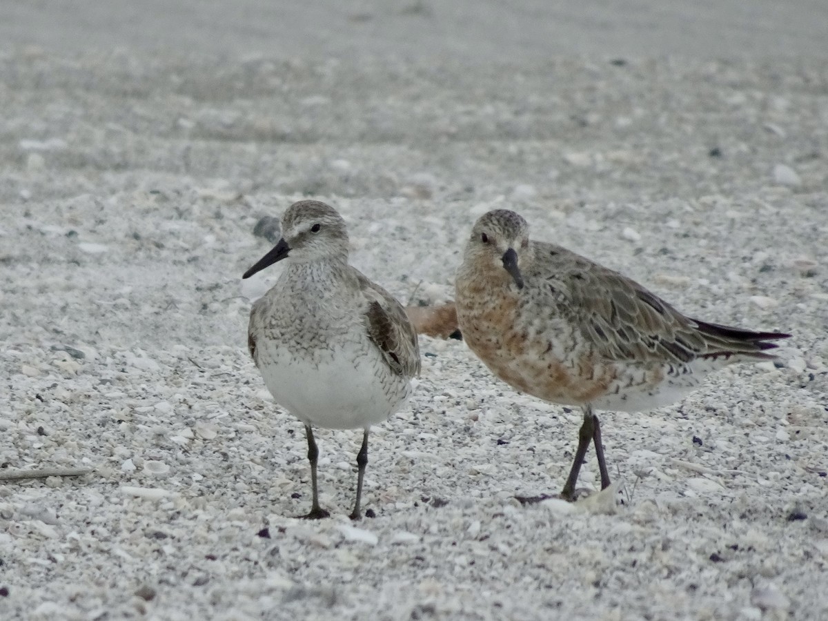 Red Knot - ML431522851