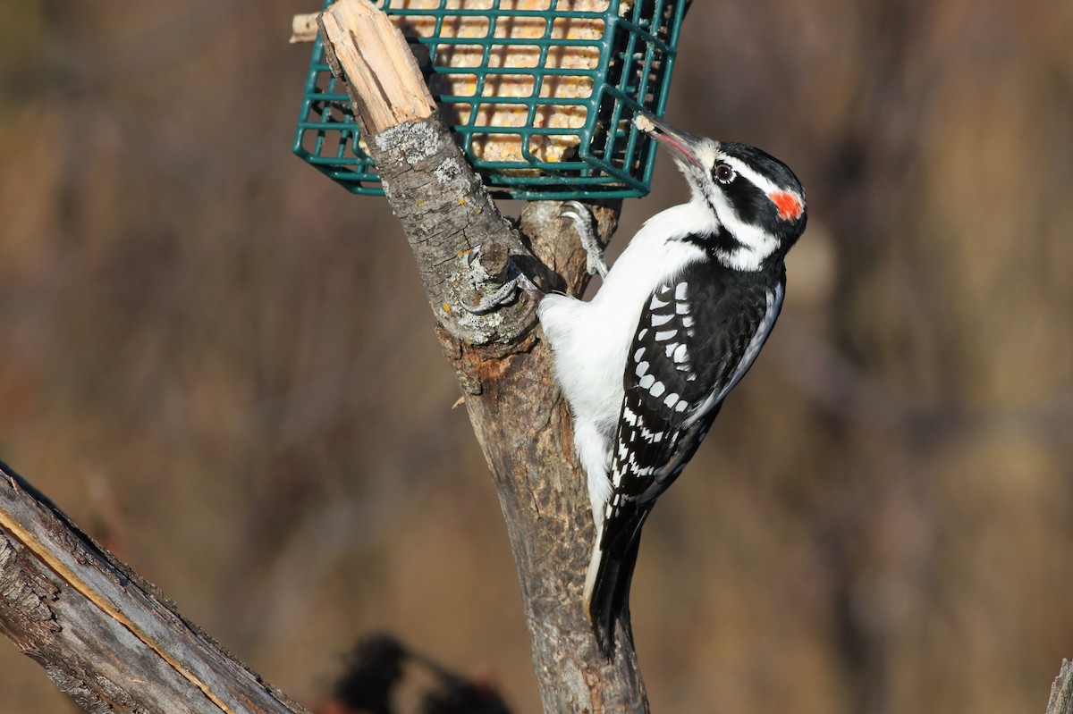 Hairy Woodpecker (Eastern) - ML43152481
