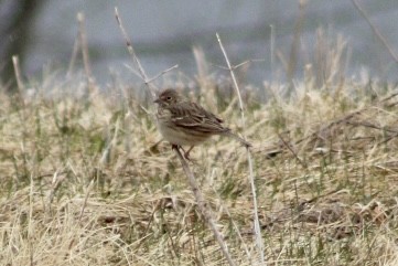 Vesper Sparrow - ML431525851