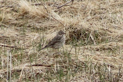 Vesper Sparrow - ML431525861