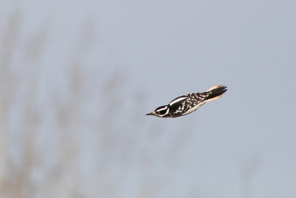 Hairy Woodpecker (Eastern) - ML43152651