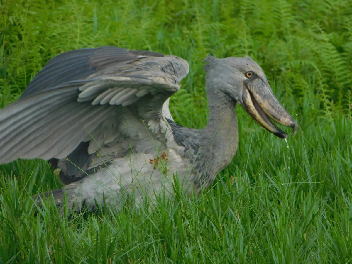 Shoebill - ML431526641