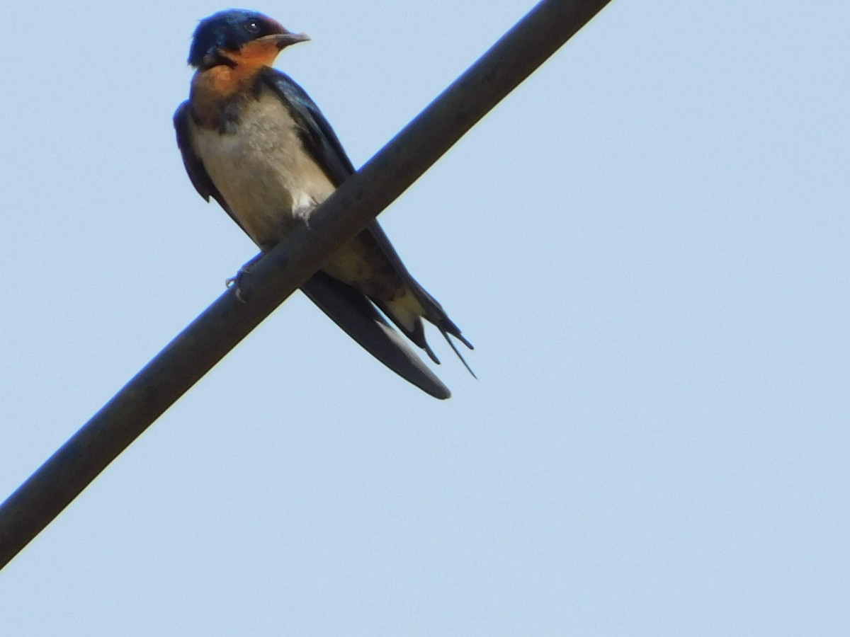 Barn Swallow - ML431526821