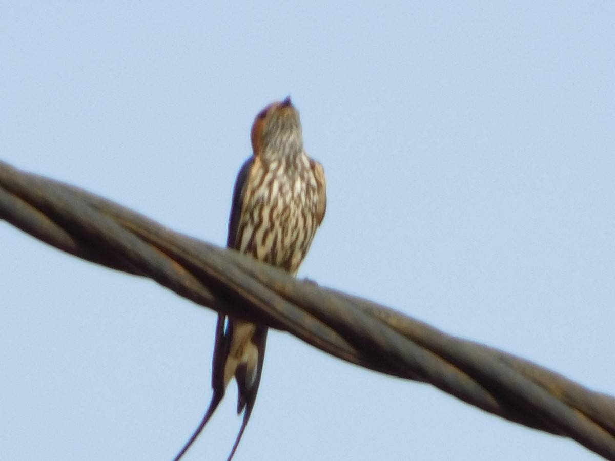 Lesser Striped Swallow - ML431526971