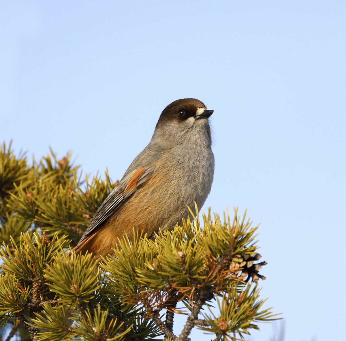 Siberian Jay - Nick Bonomo