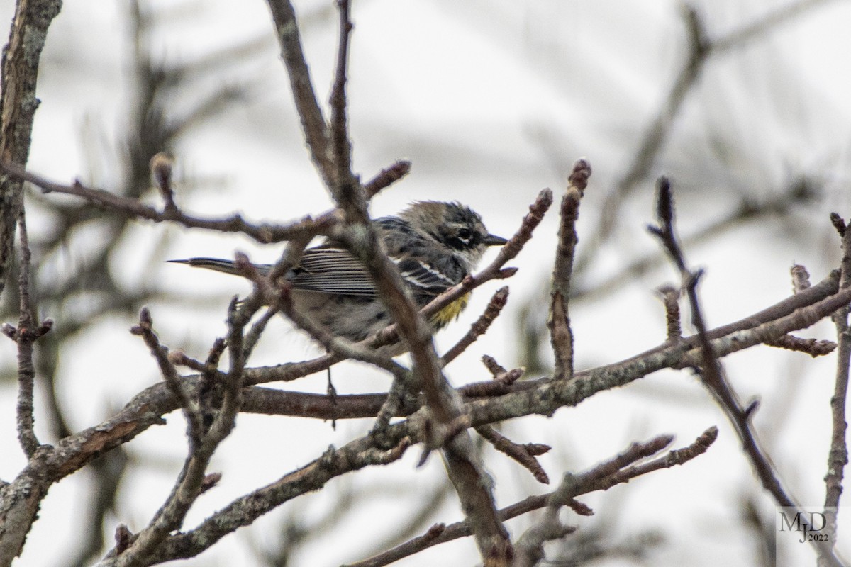 Yellow-rumped Warbler - ML431531521