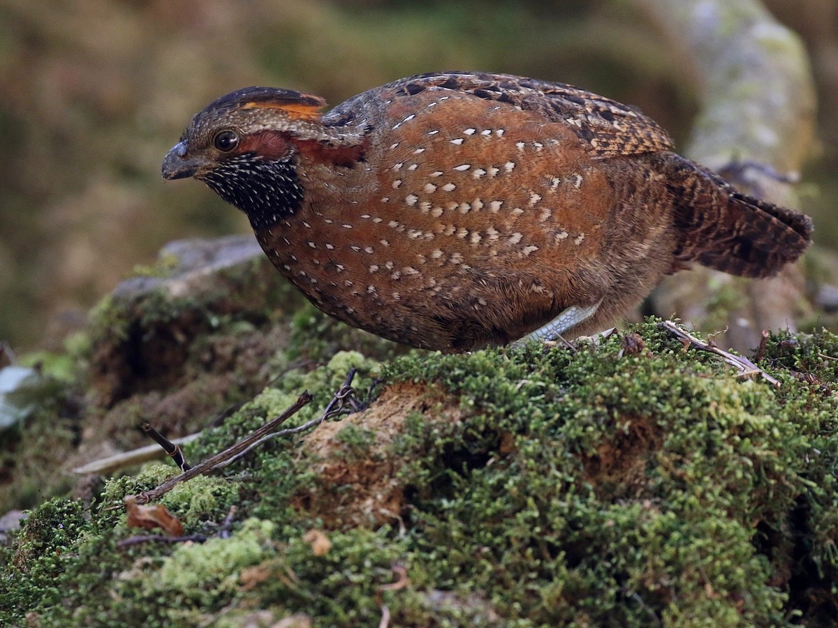 Spotted Wood-Quail - ML431533201