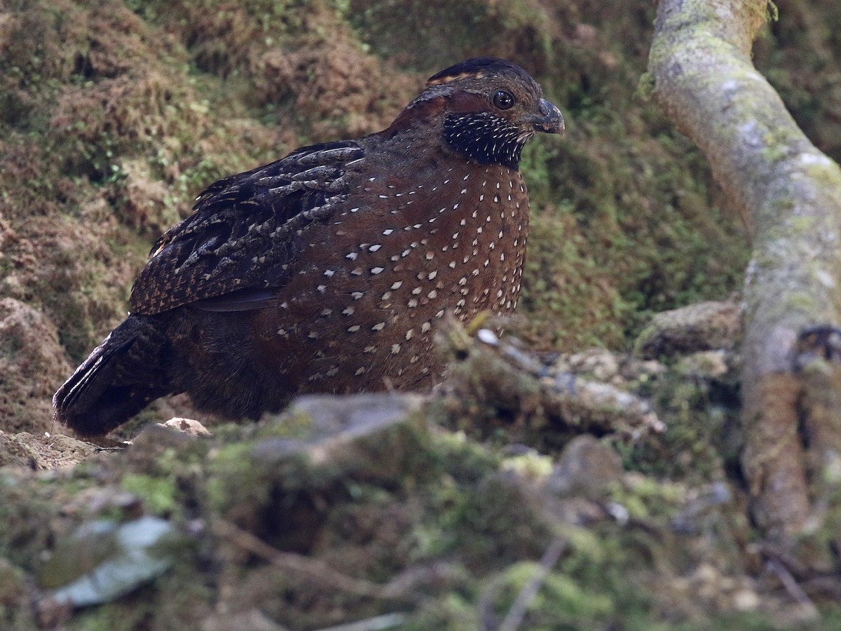 Spotted Wood-Quail - ML431533291