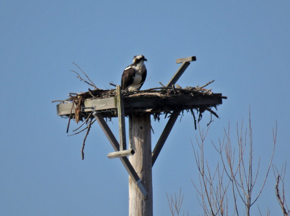 Águila Pescadora - ML431533591