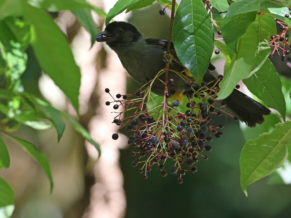 Yellow-thighed Brushfinch - Attila Steiner