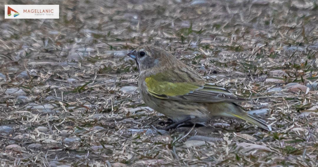 White-bridled Finch - ML431534501